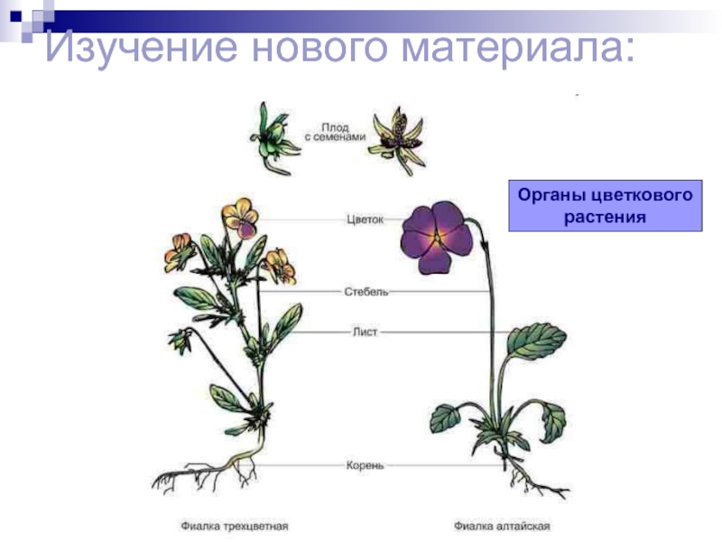 Изучение нового материала:Органы цветкового растения