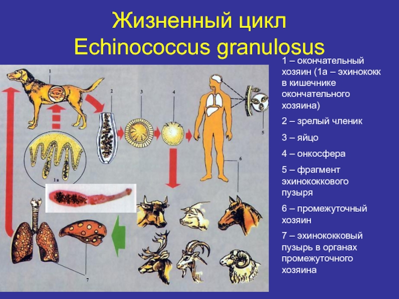 Какой цифрой обозначен на рисунке окончательный хозяин эхинококка