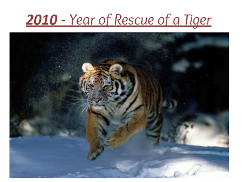 2010 - Year of Rescue of a Tiger