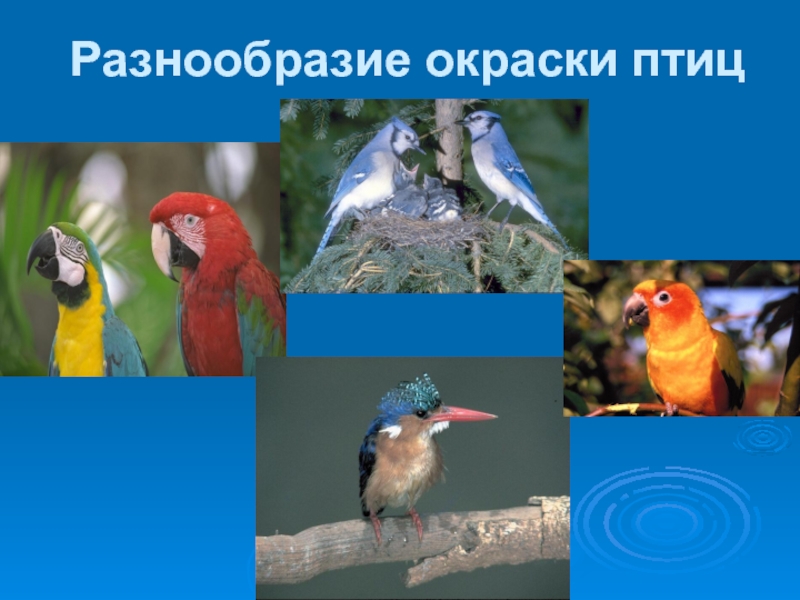 Разнообразие птиц. Разнообразие окрасок птиц. Презентация на тему разнообразие птиц. Особенности окраски птиц.