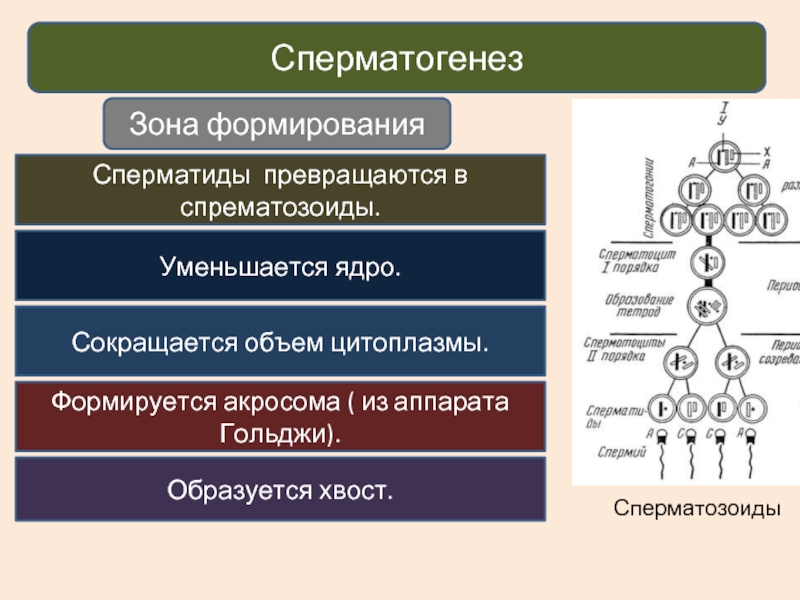 Зона формирования. Сперматогенез. Сперматогенез формирование. Сперматогенез зона формирования. Механизм сперматогенеза.