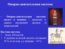 Скелет