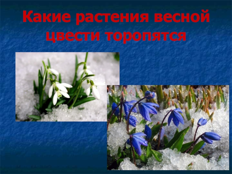 Презентация Какие растения весной цвести торопятся