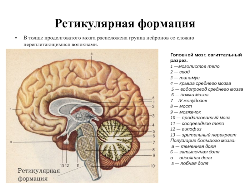 Желудочки среднего мозга. Головной мозг СИЛЬВИЕВ водопровод. Сагиттальный разрез мозга таламус. Строение головного мозга Сагиттальный срез. Водопровод среднего мозга на разрезе среднего мозга.