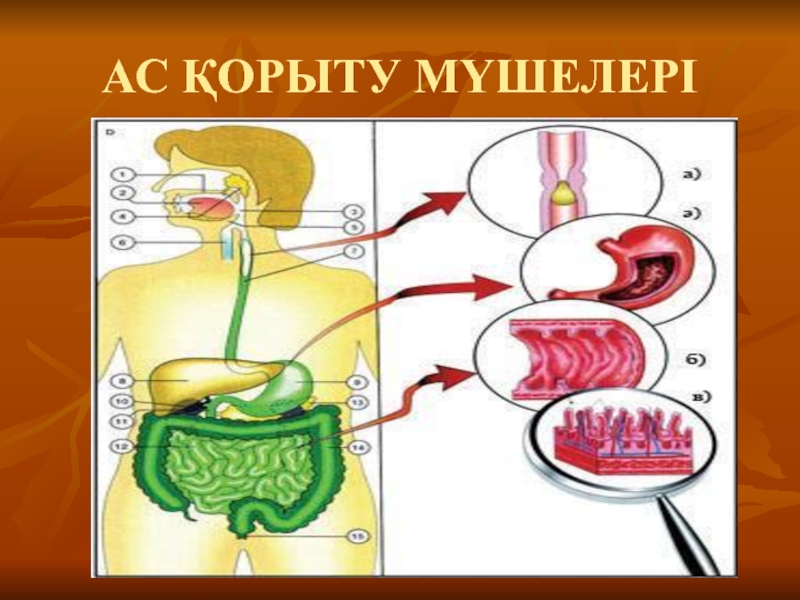 Ас қорыту жүйесіне әсер ететін дәрілер презентация