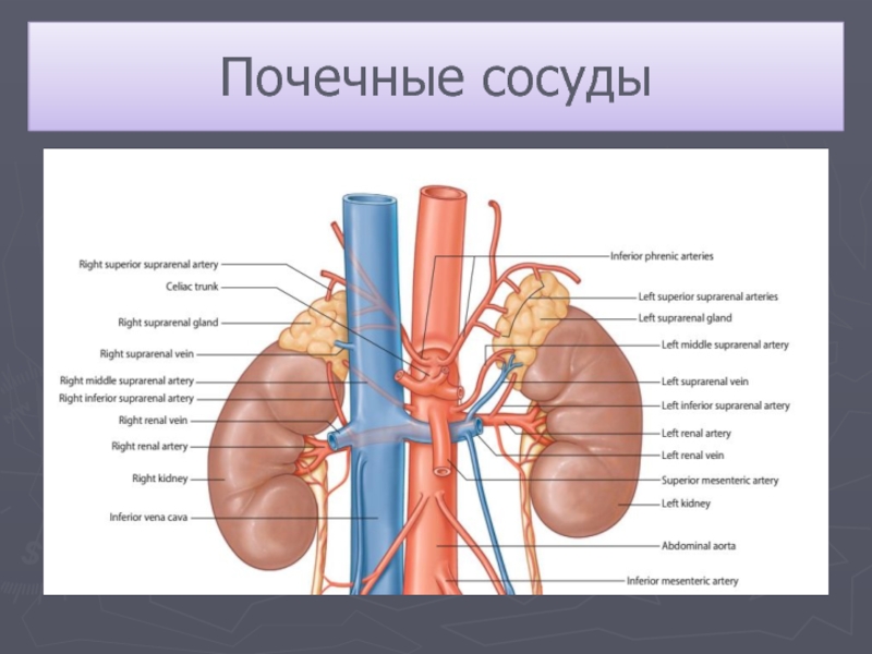 Почечная артерия. Артерии почки. Сосуды почки схема. Прямые артерии почки. Дуговые сосуды в почке.