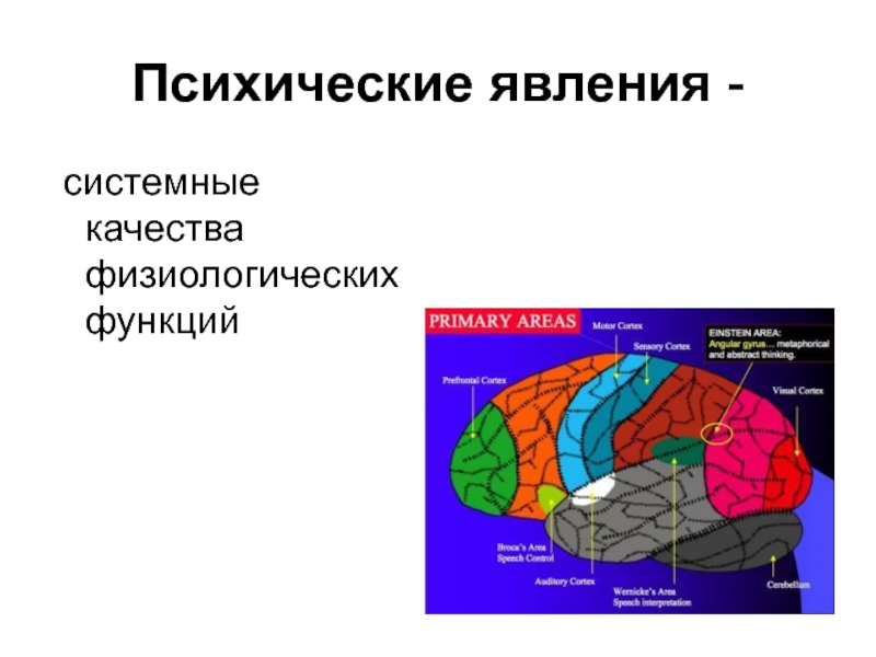 Нейрофизиология основы нервной деятельности