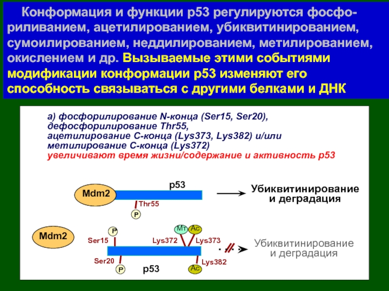 Конформация и функции р53 регулируются фосфо-риливанием, ацетилированием, убиквитинированием, сумоилированием, неддилированием, метилированием, окислением и др. Вызываемые