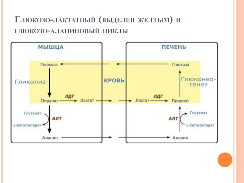 Глюкозо аланиновый цикл