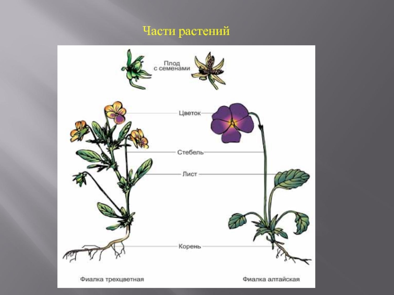 Растения по частям окружающий мир 1 класс. Части растений фото. Части цветка 1 класс. Части цветка 1 класс окружающий. Строение растения 1 класс окружающий мир.