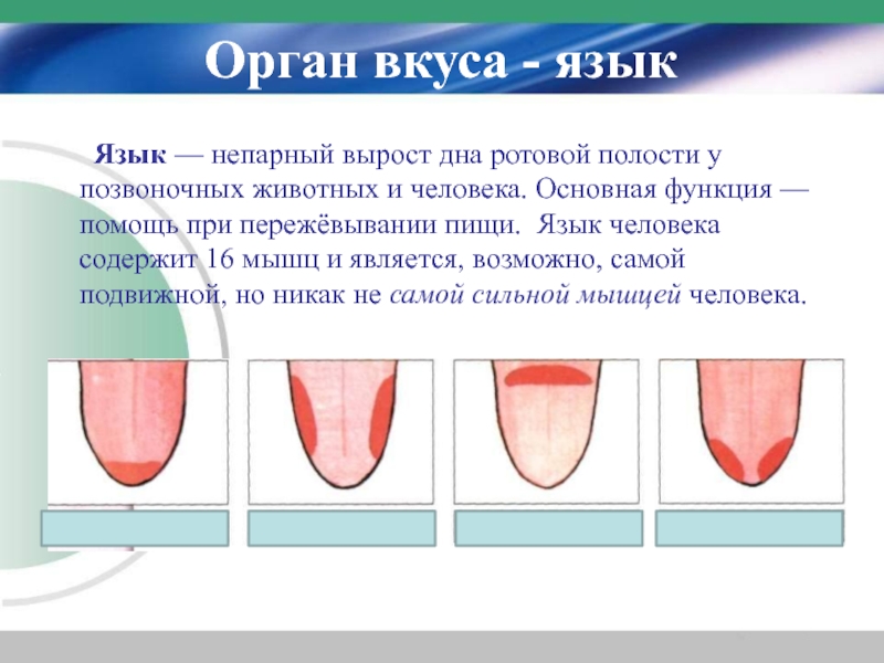 Презентация про язык