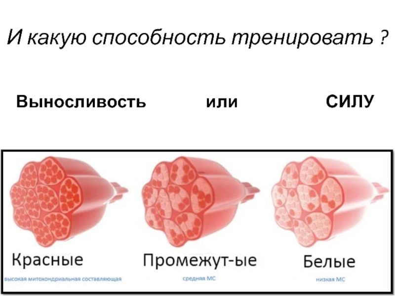 Белые мышцы