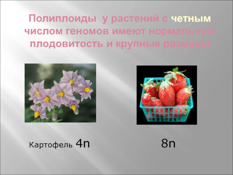 Найдите в интернете материалы и подготовьте компьютерную презентацию вкусные полиплоиды