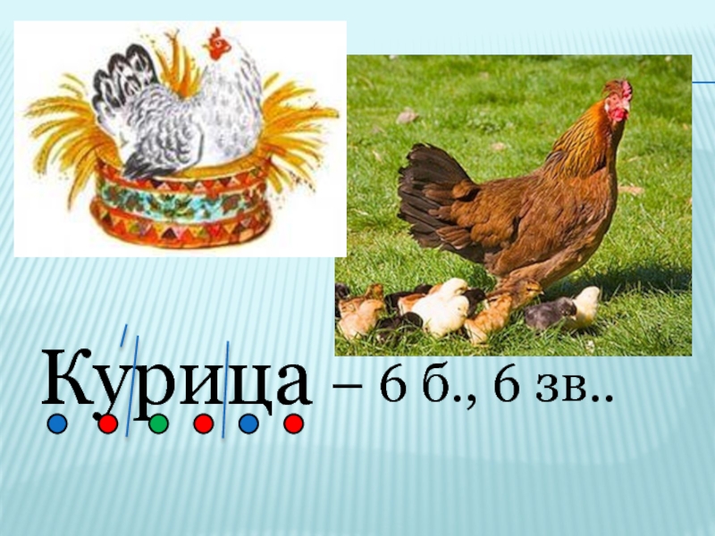 Приток куры 5 букв на а. 6 Куриц. 6 Кур. Горная Курочка 6 букв.