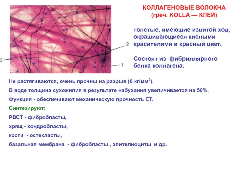 Коллагеновые волокна картинка