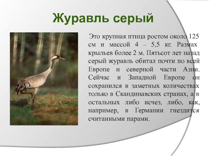 Журавль серый	Это крупная птица ростом около 125 см и массой 4 – 5,5 кг. Размах крыльев более