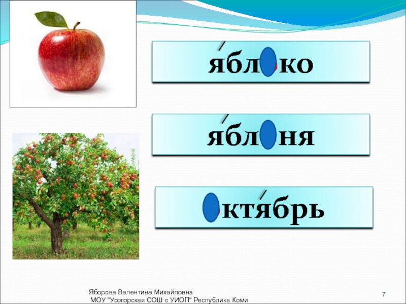 Основа слова яблоко. Словарное слово яблоня в картинках. Яблоневый пароним. Корень Яблонька и яблоко 2 класс.