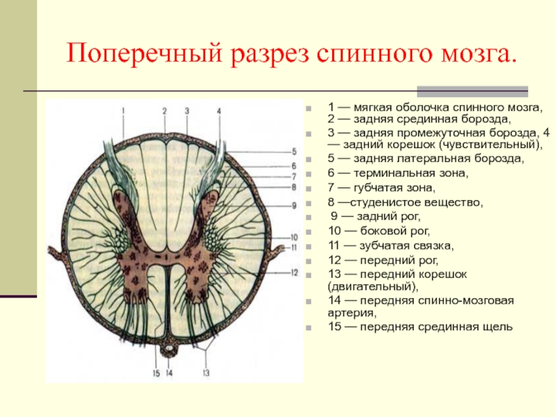 Спинной мозг поперечный разрез рисунок с подписями