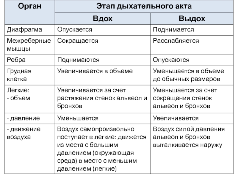 На рисунке изображены вдох и выдох человека определите