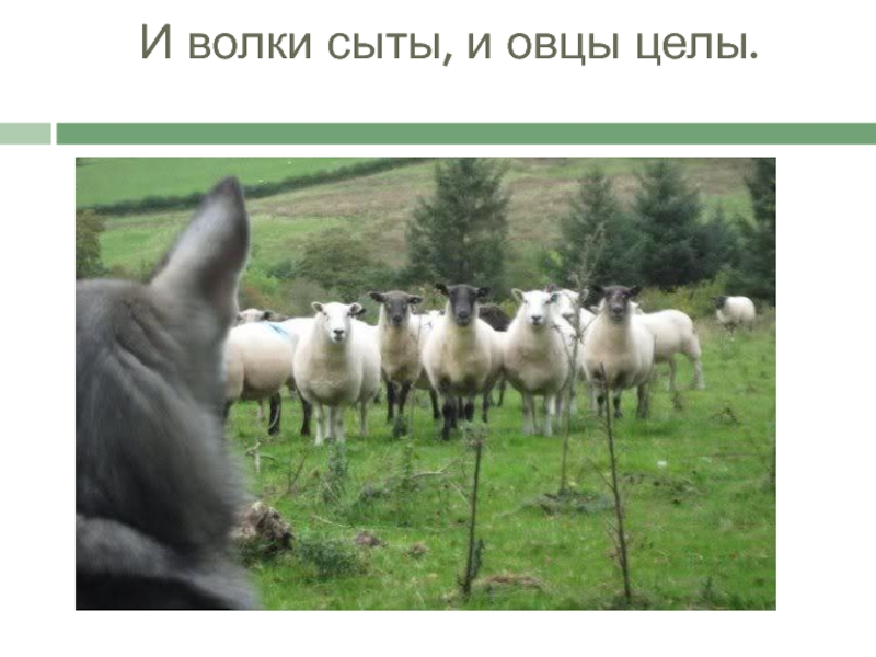 Пословица волки сыты овцы целы