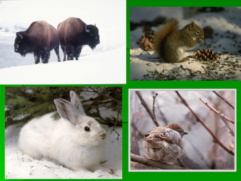 5 сезонных изменений у животных
