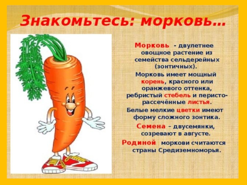 Класс растения морковь. Описание моркови. Рассказать о морковке. Сообщение о морковке. Доклад о морковке.