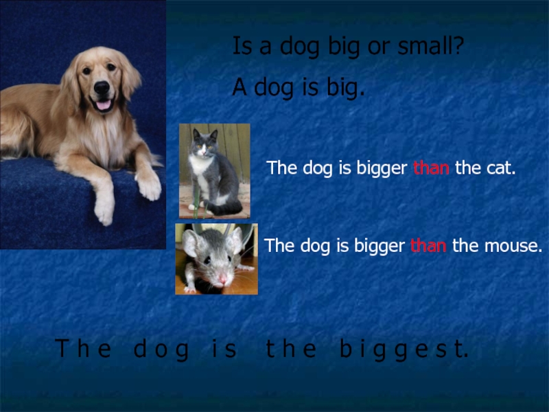 He has a big Dog. A Cat is bigger than a Dog перевод. Mu Dog is big как сделать вопрос. Как правильно this Dog is bigger или biggest than my Dog.