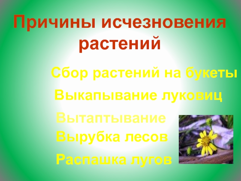 Исчезновение растений. Причины исчезновения растений картинки. Причины исчезновения растений коллаж. Причины исчезновения растений в Ленинградской. Вымершие растения 2021 года.