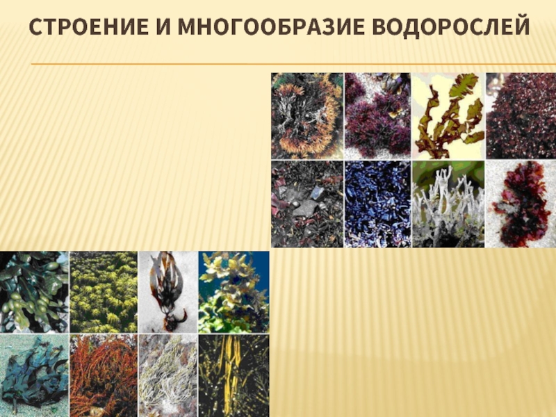 Презентация Строение и многообразие водорослей (5 класс)