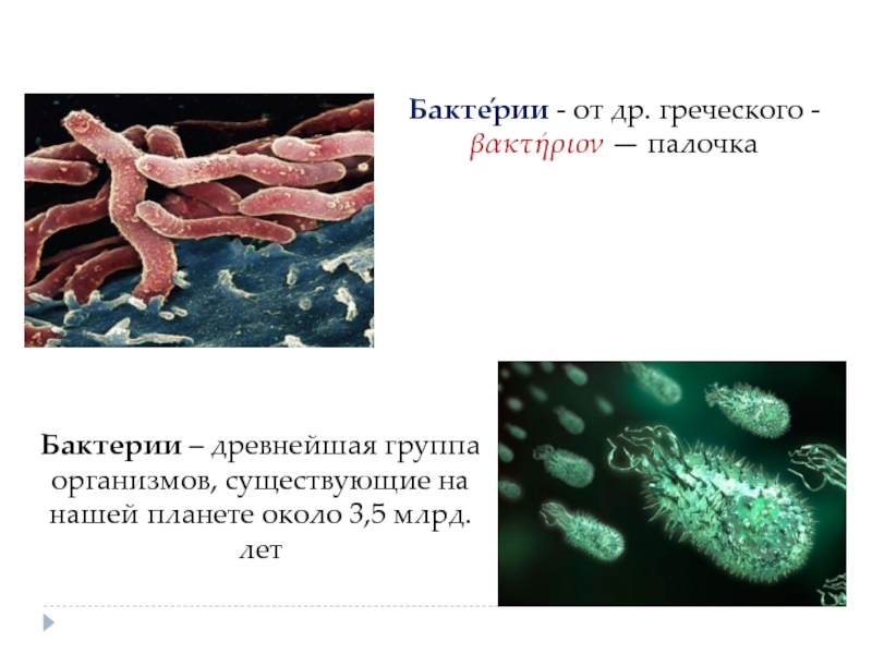 Проект по биологии 6 класс на тему бактерии древнейшая форма организмов