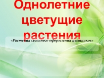 Однолетние цветущие растения