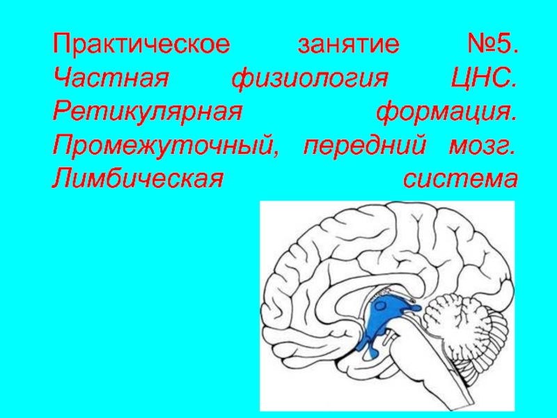 Презентация Практическое занятие №5. Частная физиология ЦНС. Ретикулярная формация