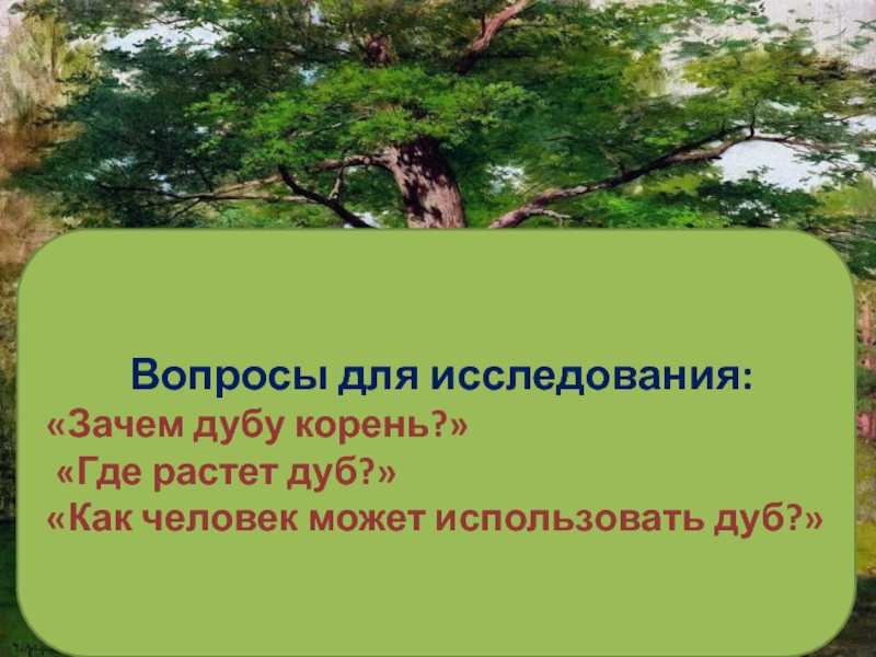 Дуб вопрос. Использование дуба человеком. Где применяется дуб. Как человек использует дуб. Как дуб используется людьми.