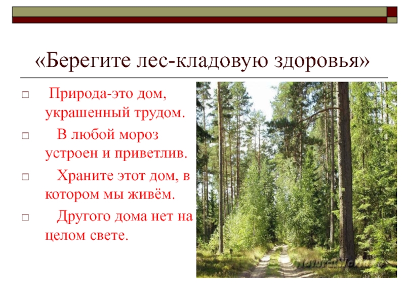 Проект береги лес. Берегите лес. Презентация на тему берегите лес. Урок берегите лес. Реферат на тему как беречь лес.