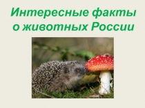 Интересные факты о животных России 2 класс