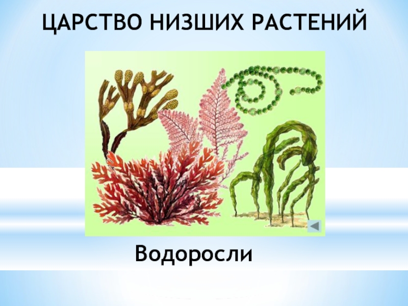Три примера низших растений. Биология 5 класс водоросли-низшие растения. Низшие растения. Нисшых растения. Царство водорослей.