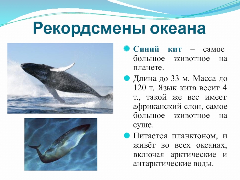 Рекордсмены океанаСиний кит – самое большое животное на планете. Длина до 33 м. Масса до 120 т.
