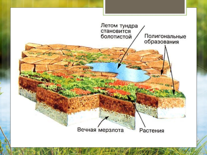 Тундра глеевые природная зона. Тундровые-глеевые тундра почвы РФ. Природная зона тундра почва. Типы почв тундрово глеевые. Тундра глеевые почвы на карте.