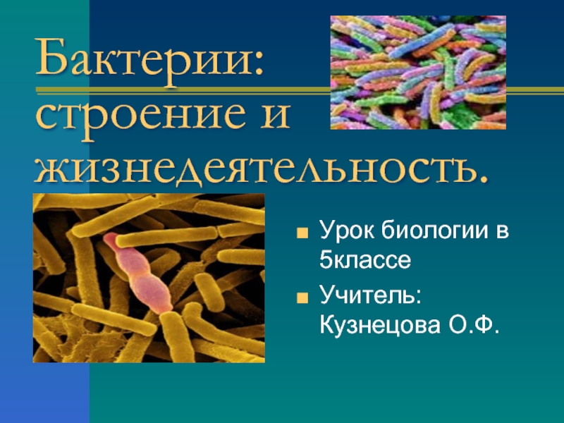 Презентация Бактерии строение и жизнедеятельность (5 класс)