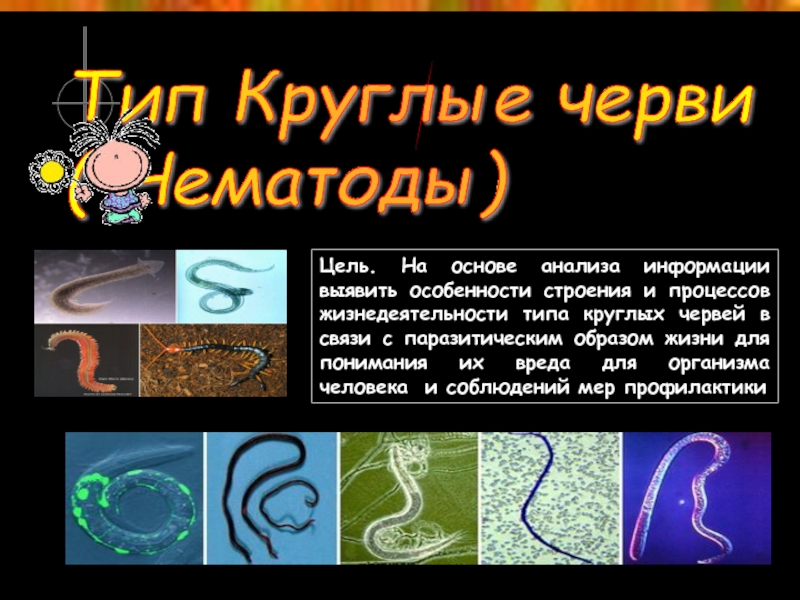 Презентация Тип Круглые черви ( Нематоды)