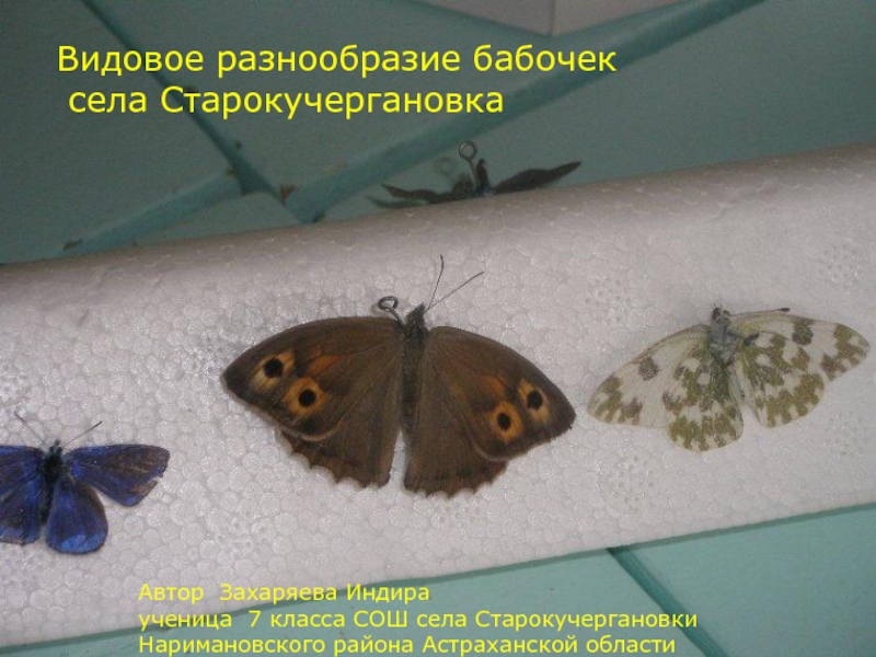 Презентация Видовое разнообразие бабочек села Старокучергановка