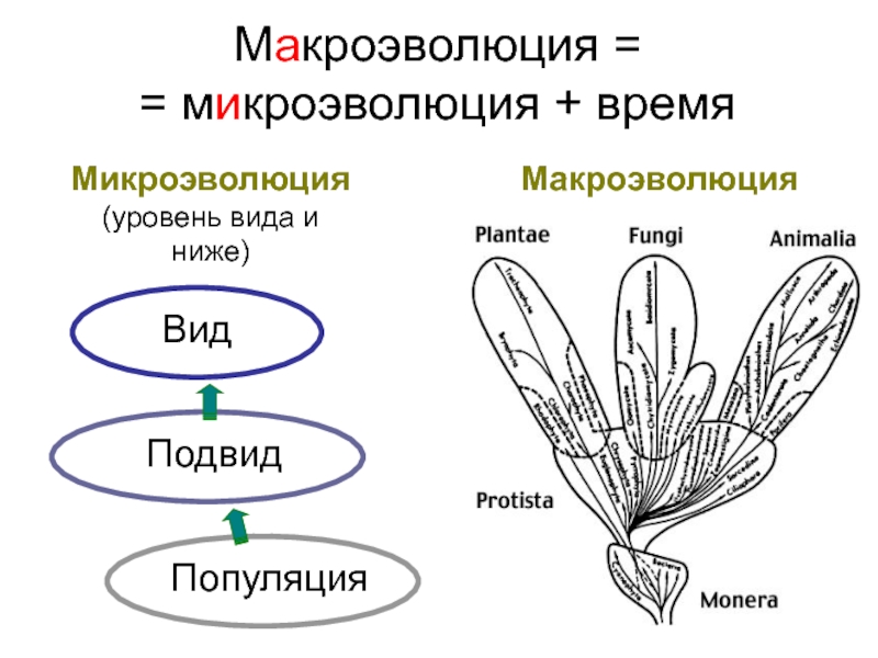 Дивергенция микроэволюция