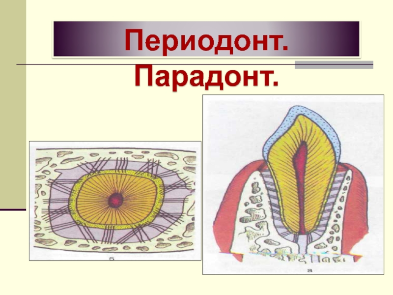 Периодонт это. Периодонт. Периодонт развивается из. Периодонт это соединительная ткань. Периодонт Рохлов.