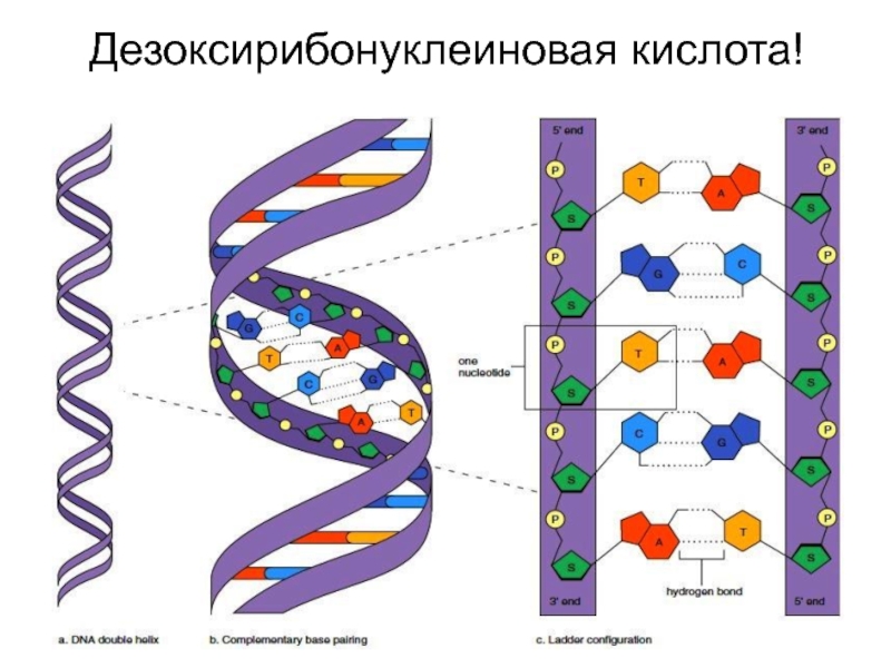 Схема строения молекулы днк