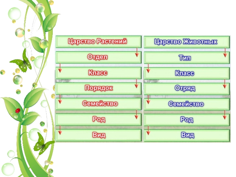 Характеристика растений 5 класс. Царство растений 5 класс. Царство растений 5 класс биология. Царство растений 7 класс. Группы царства растений 5 класс.