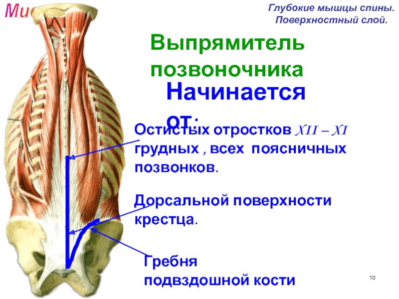 Глубокая поясница. Поперечно-остистая мышца спины анатомия. Мышца выпрямитель позвоночника. Паравертебральные мышцы спины. Мышцы спины глубокие и поверхностные анатомия.