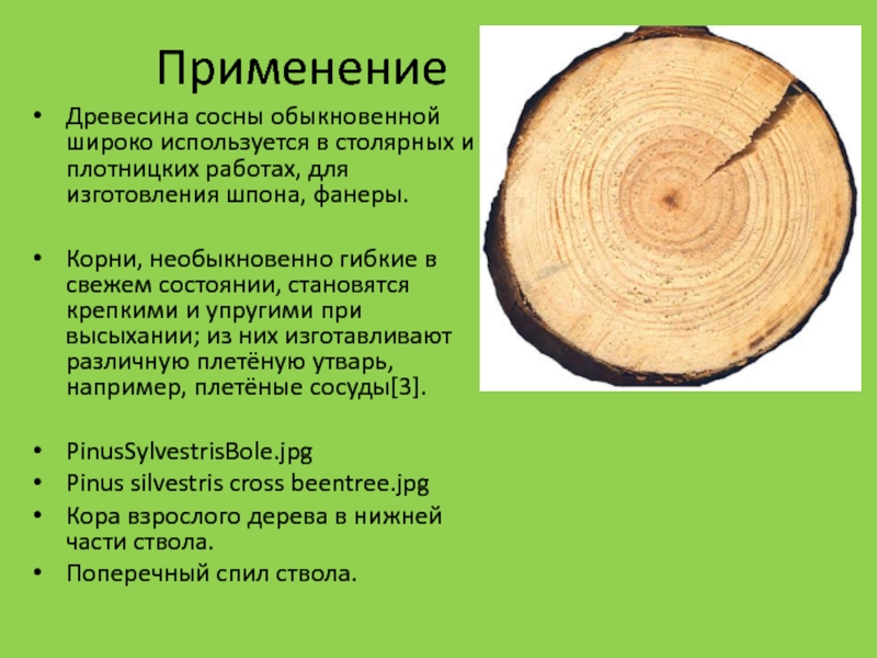 Дерева можно применять для. Применение древесины. Древесина используется. Древесина сосна применяется. Качество древесины.