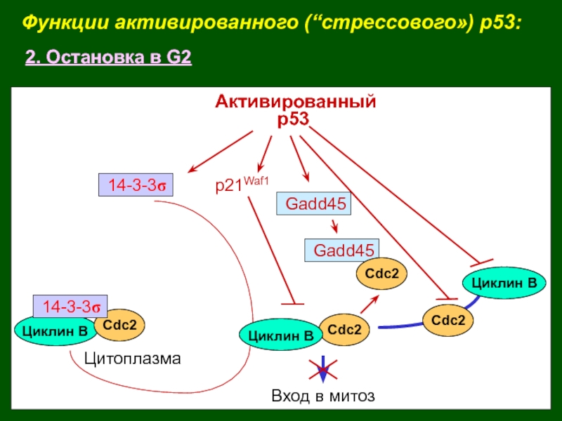 Функции активированного (“стрессового») p53:2. Остановка в G2Cdc2Вход в митозАктивированный      р53p21Waf114-3-3sCdс2Циклин B14-3-3sЦитоплазмаGadd45Gadd45Cdc2Cdc2Циклин BЦиклин