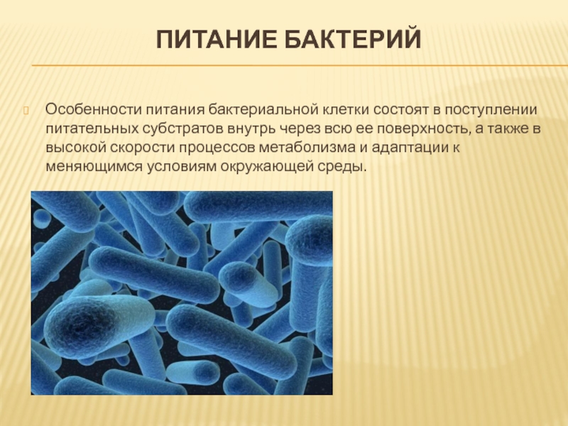 Гнилостные бактерии питание
