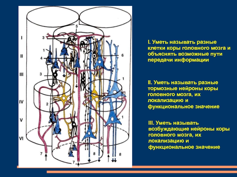 Нейроны коры головного мозга. Нейрогенез коры головного. Тормозные клетки. Тормозной ячейка TRANSOMIK.